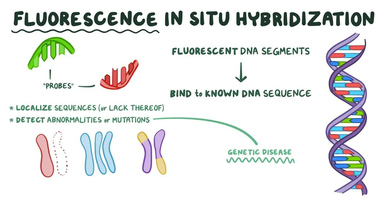 United States Fluorescent In Situ Hybridization Probe Market: Size, Share, and In-Depth Competitive Analysis Toward 2029