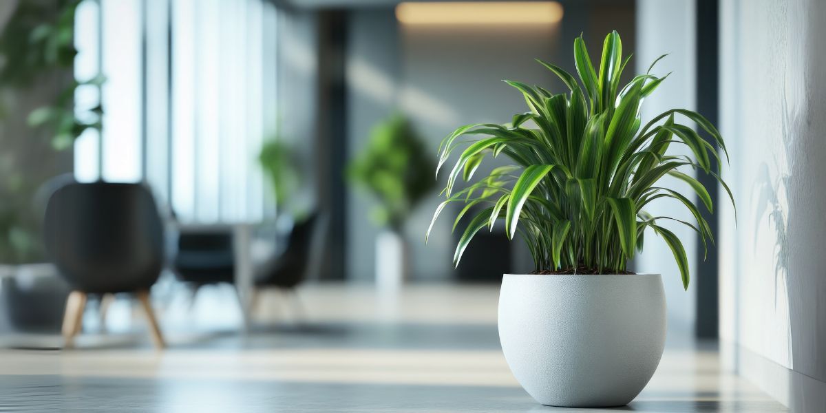 How to Care Indoor Plant?