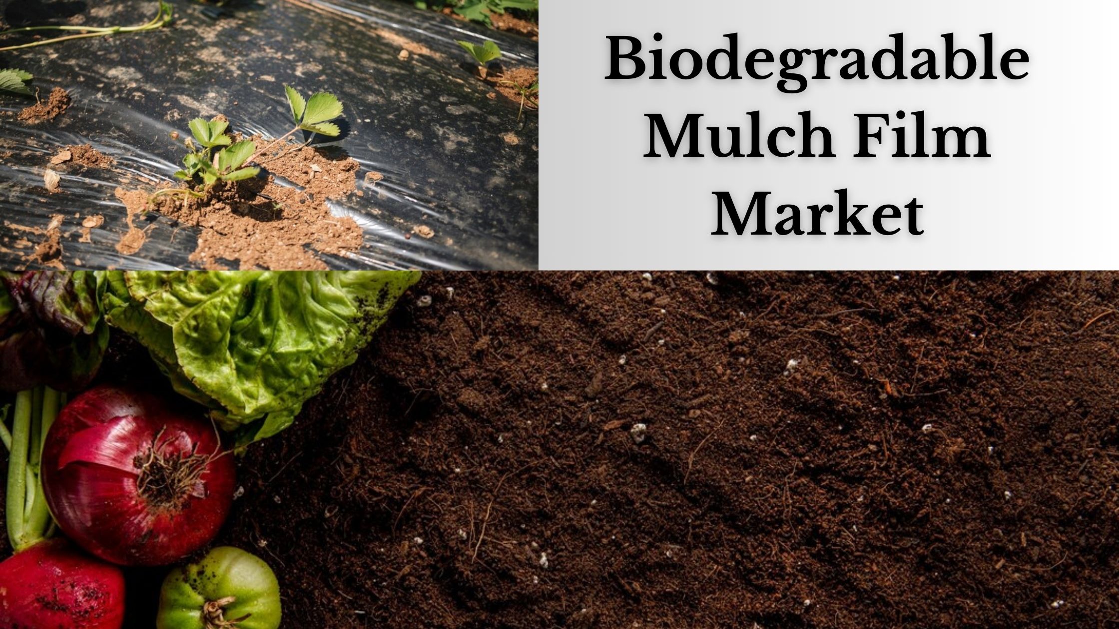 Biodegradable Mulch Film Market Key Players and Growth Insights by Region - Forecast 2032