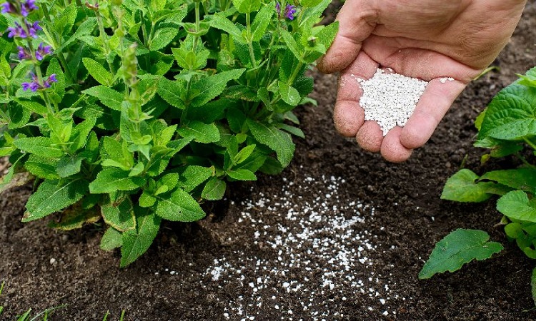 United States Mycorrhizae Based Biofertilizers Market: Shifting Toward Eco-Friendly Solutions