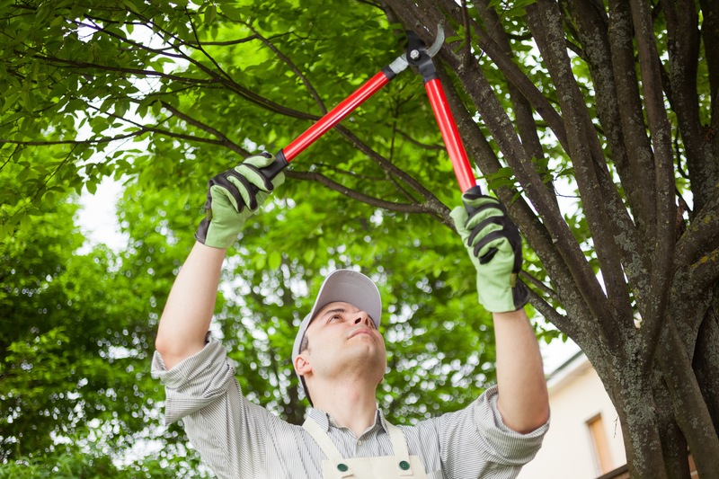 Expert Tree Care Services in Scotland: Your Trusted Arborists