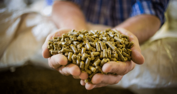 Asia-Pacific Animal Feed Additive Market Surge Linked to Rising Feed Nutritional Needs