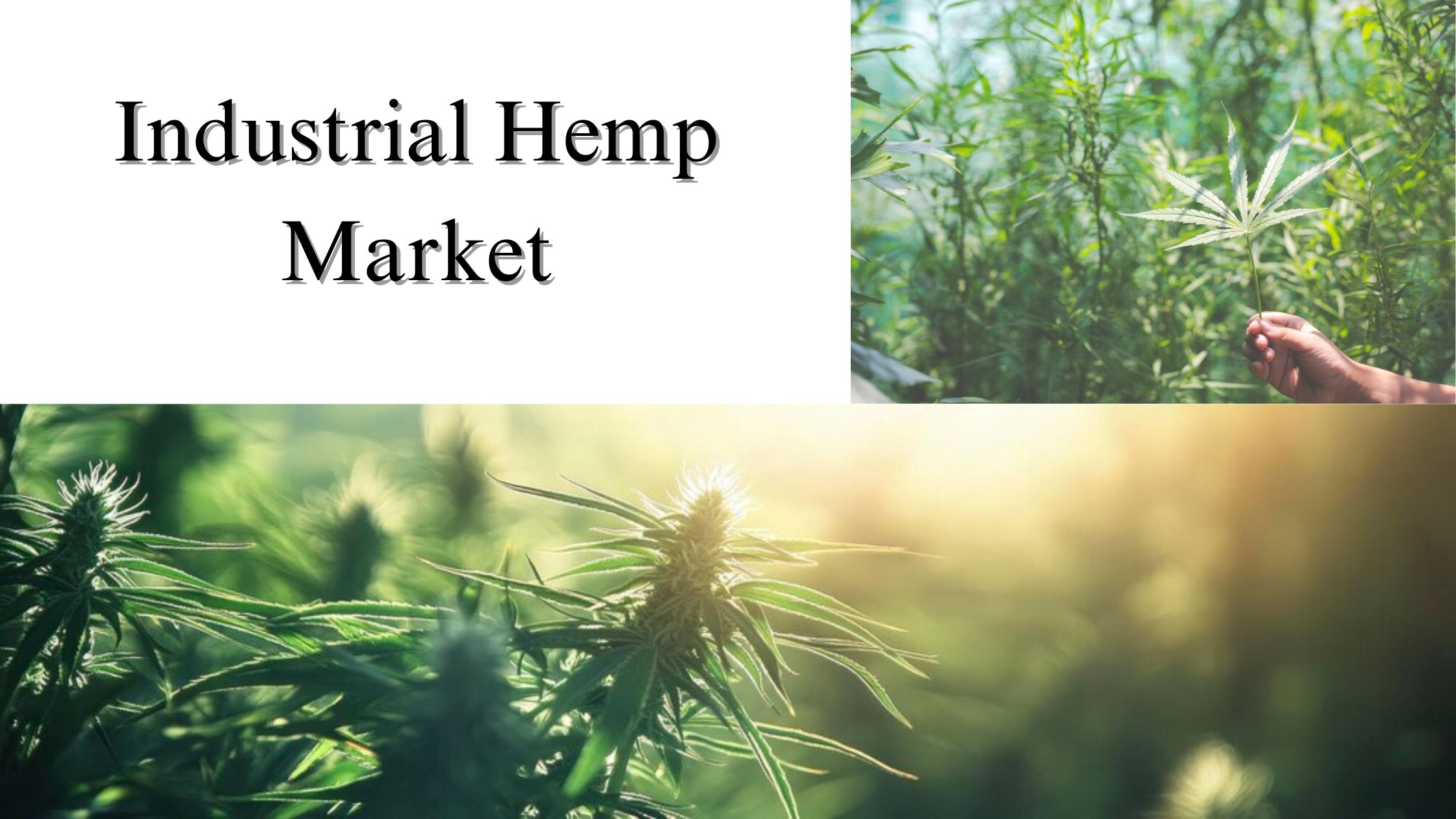 Industrial Hemp Market Size, Share, Growth Analysis and Forecast to 2032