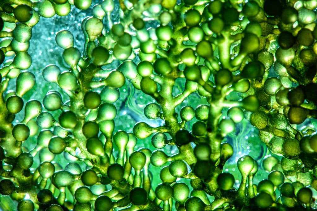 Algae Feed Market Expected to Drive Growth through 2023-2033