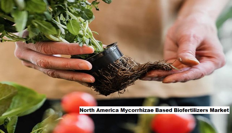 North America Mycorrhizae Based Biofertilizers Market Growth Fueled by Organic Farming