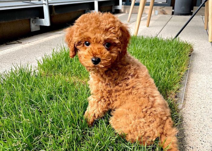 Toy Poodle Life Span | Key Factors That Impact Their Longevity