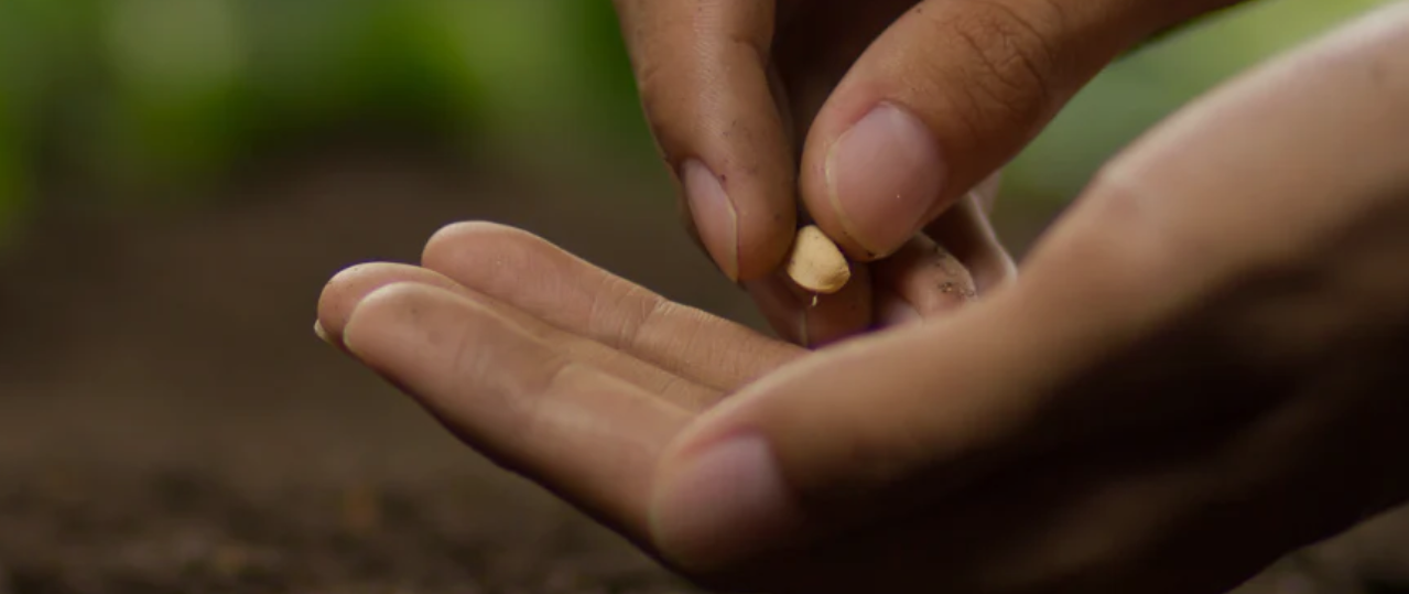 Unlocking Potential: The Rise of Parthenocarpic Farming Down Under