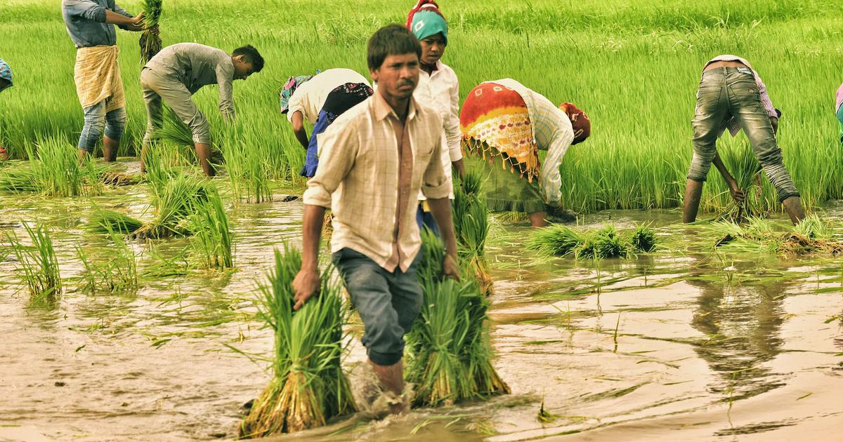 GUIDE TO RICE CULTIVATION IN INDIA
