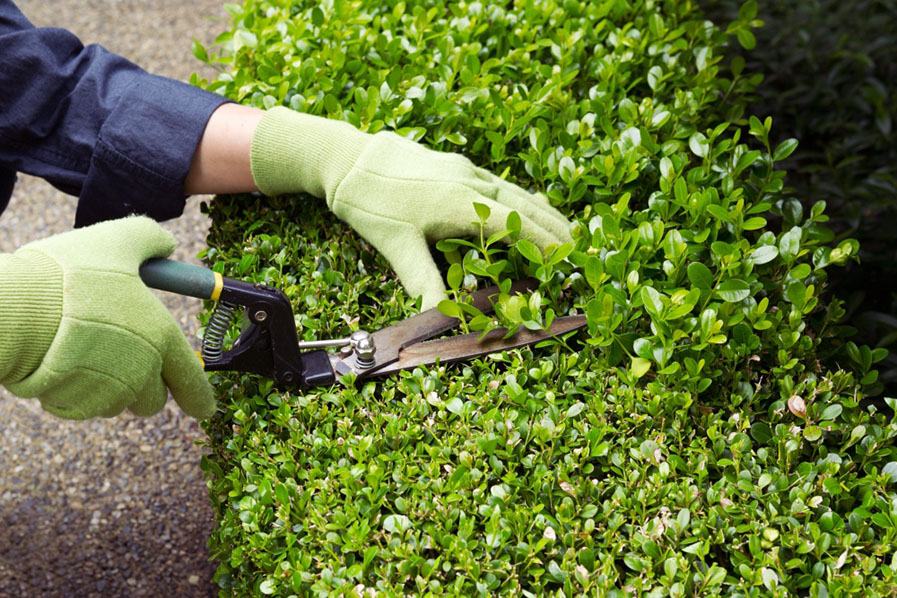Can Bush Trimming Help Prevent Damage During Stormy Weather?