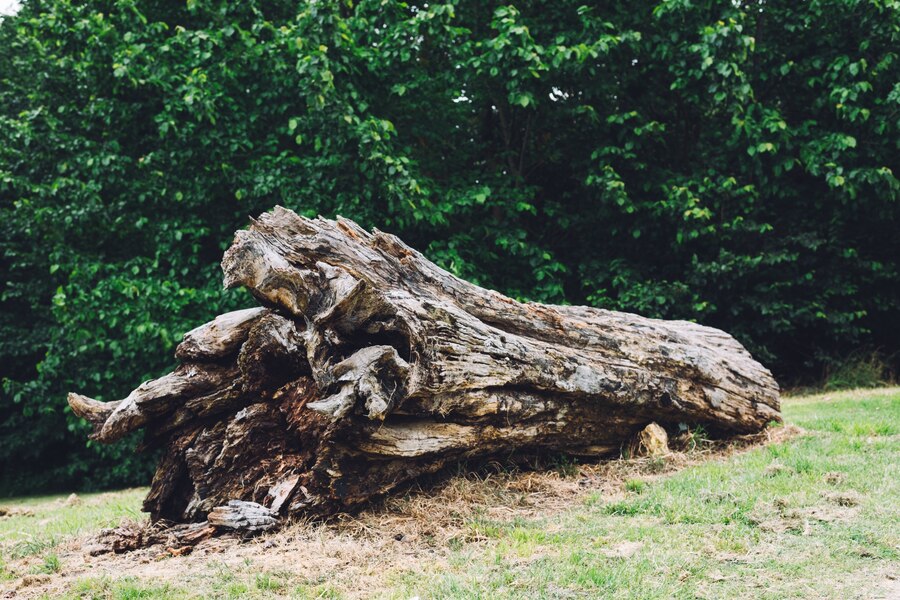 Why Roseville Homeowners Need Dependable Tree Removal Services