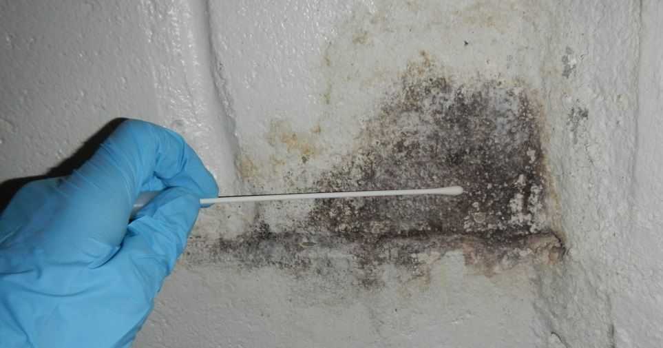 How Can a Surface Mould Test in Canberra Help Identify Hidden Mould?
