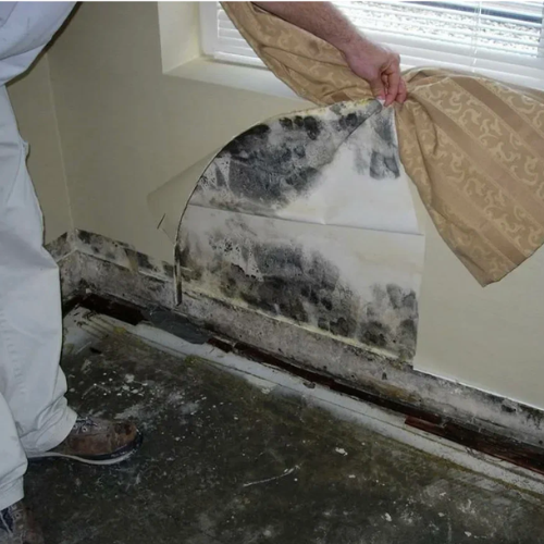 Why Is Professional Mould Removal Services Important in Gold Coast