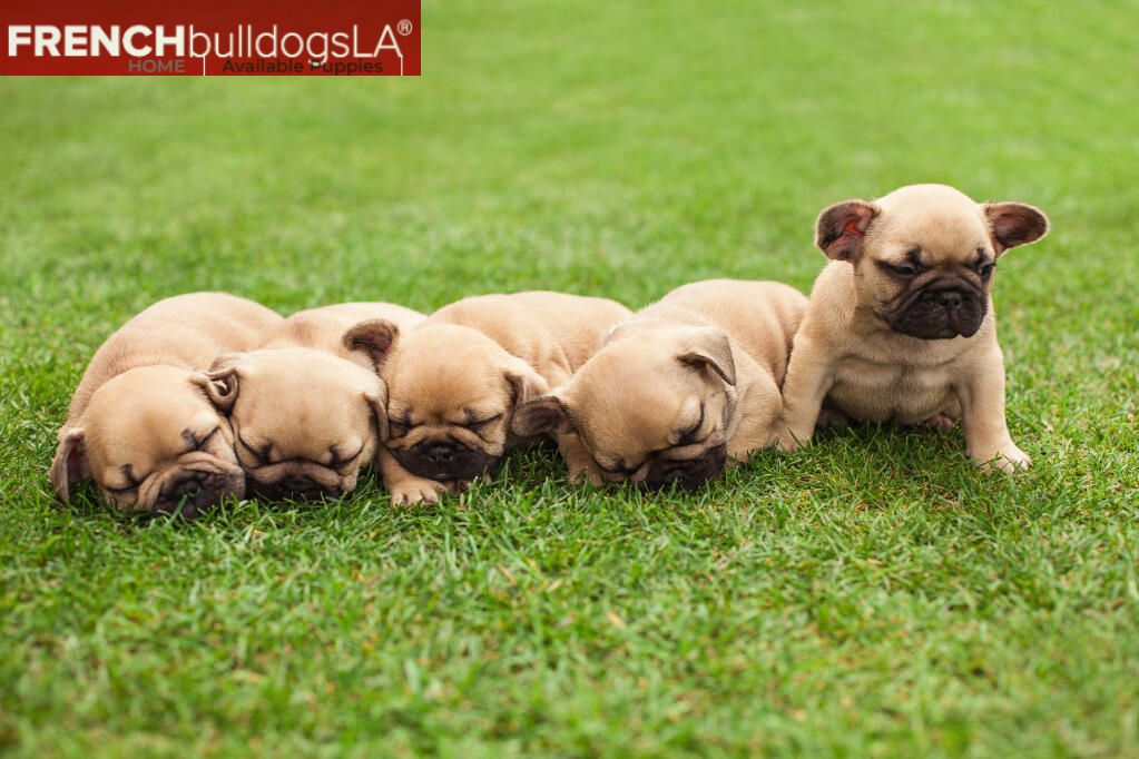 Top 5 Things To Look For When Adopting A Merle French Bulldog