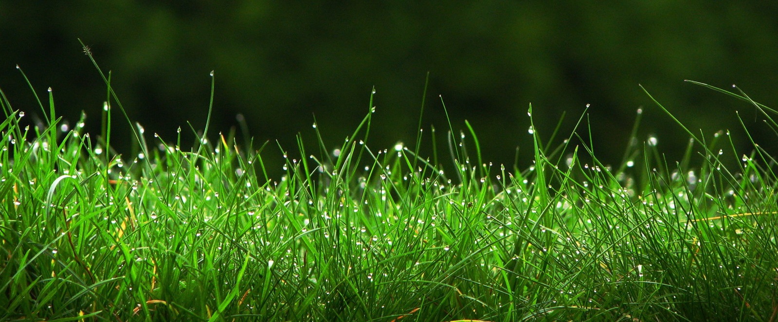 Benefits of Artificial Grass in the UAE's Climate
