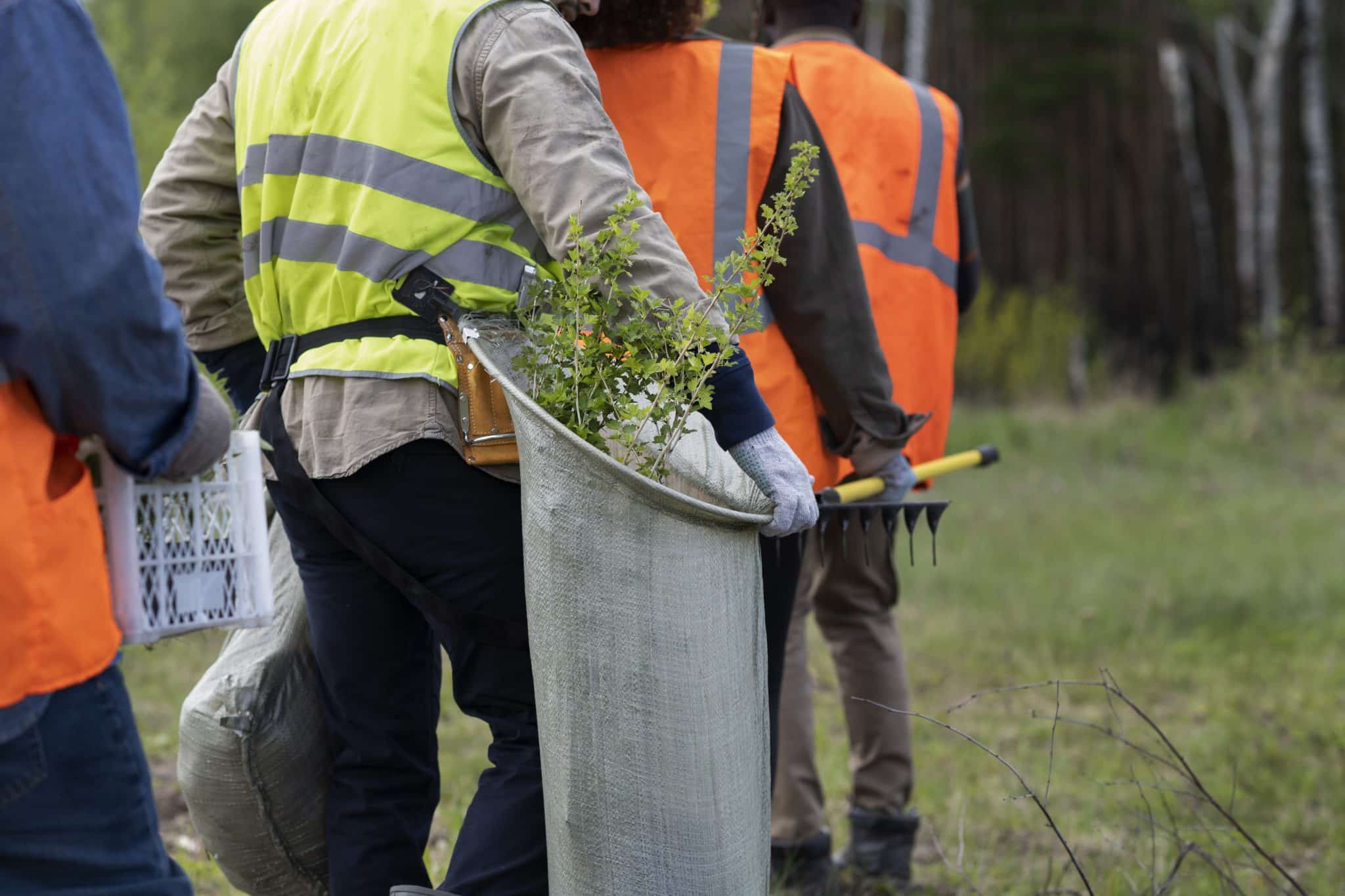 Affordable Tree Cutting Services: What You Need to Know
