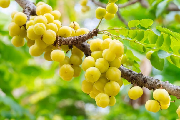 Guide to Setting Up a Gooseberry Processing Plant