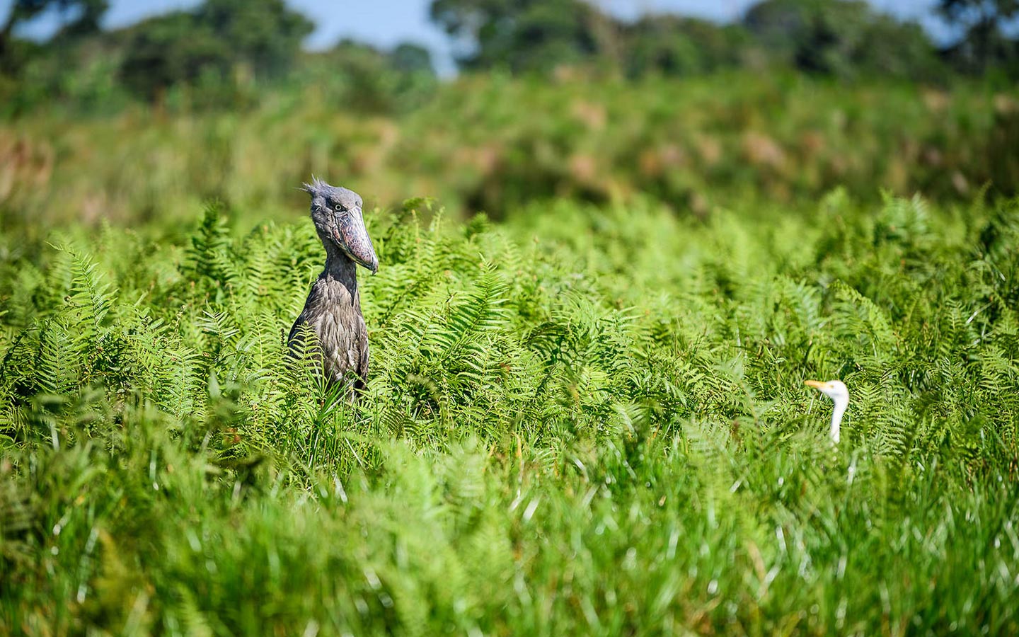 BIRDING IN UGANDA AS PER THE ARTICLE