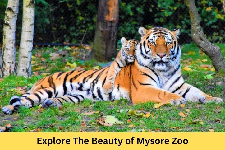 Mysore Zoo: A Journey into Nature’s Wonderland