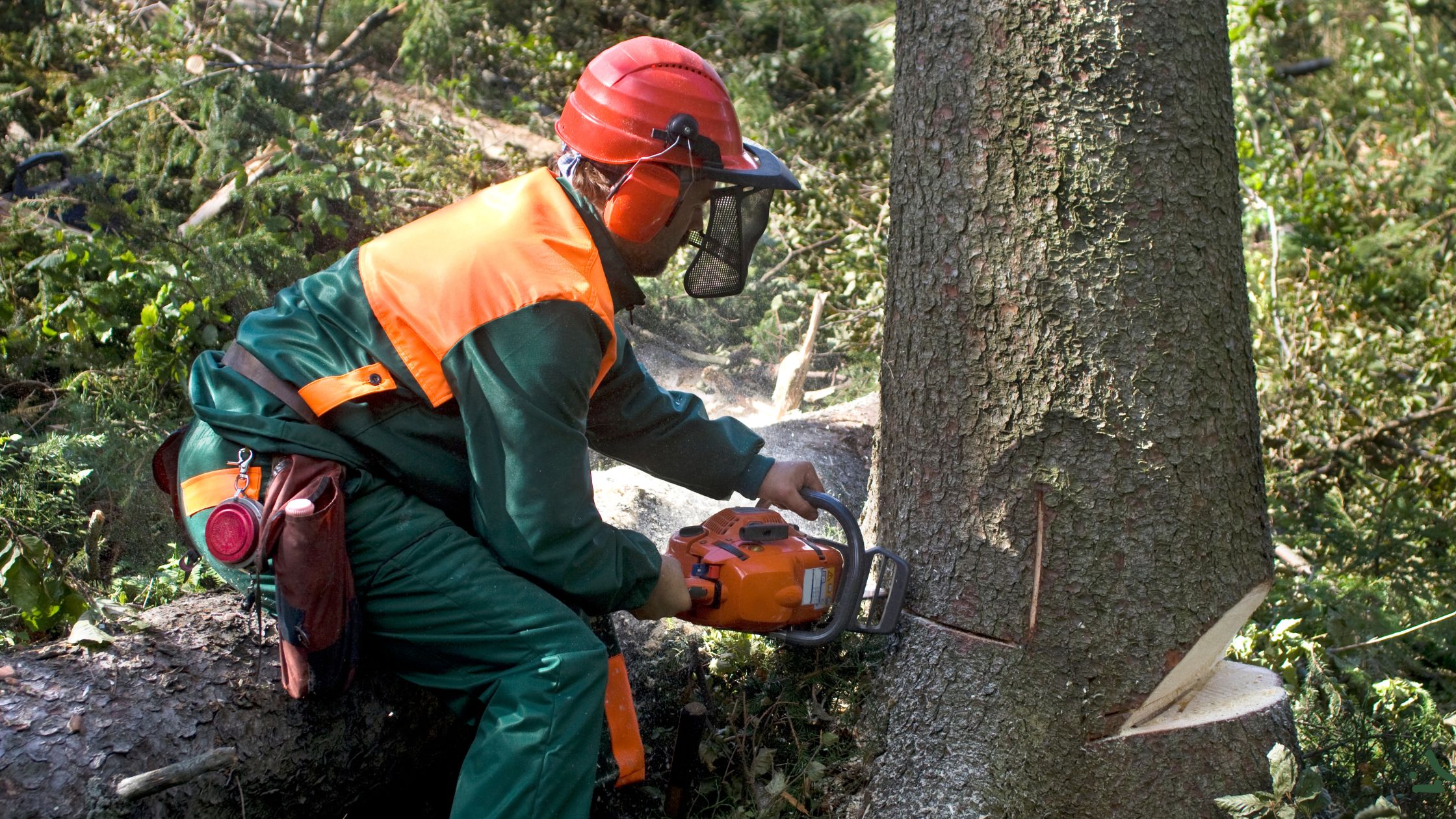 El Paso Tree Removal ,Expert Tree Services