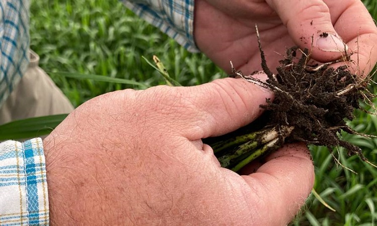 India Biological Crop Protection Market: Navigating Pesticide Resistance Challenges