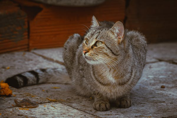 Tips for Calming Your Cat During Eye Drop Application