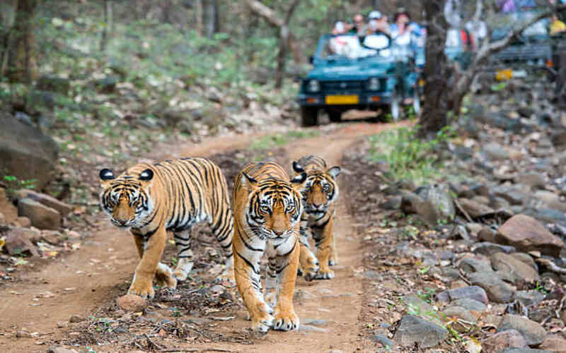 Top 6 Rajasthan National Parks for Nature Enthusiasts
