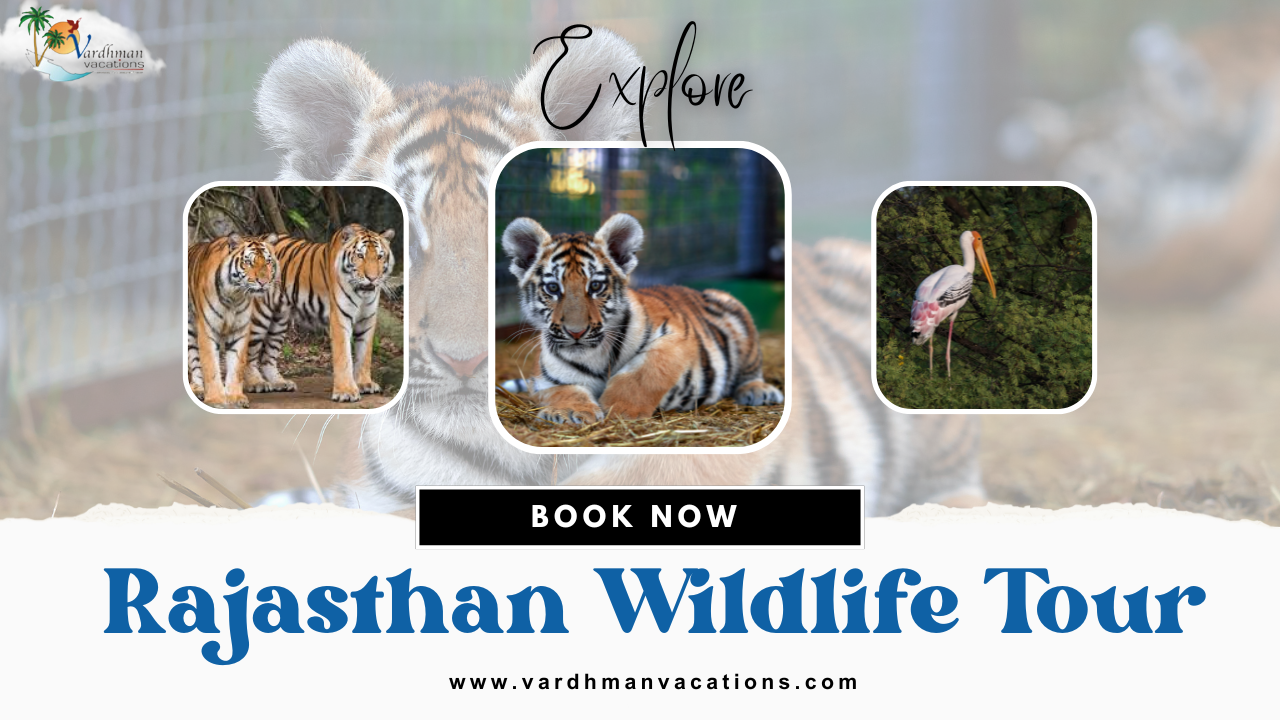A Beginner’s Guide to Rajasthan Wildlife Tours