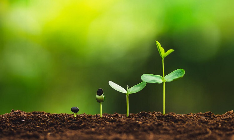 Brazil Plant Growth Regulators (PGRs) Market: Increased R&D Investment Boost
