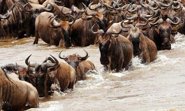 5 Days Serengeti Migration Safari