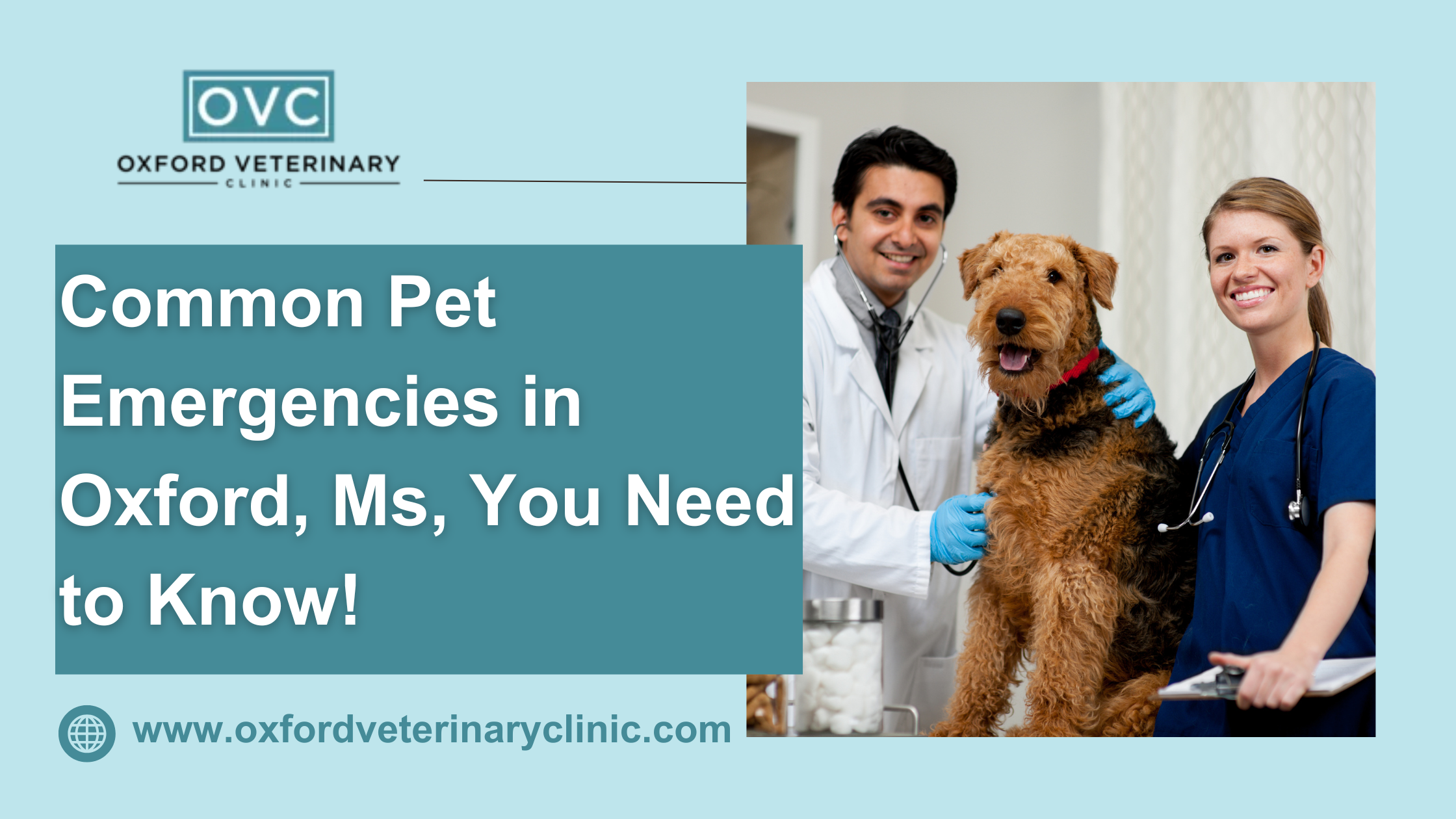 Common Pet Emergencies in Oxford, Ms, You Need to Know!