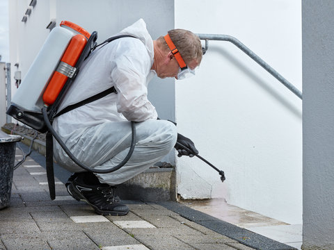 Why Professional Help is Essential for Commercial Mould Removal in Brisbane