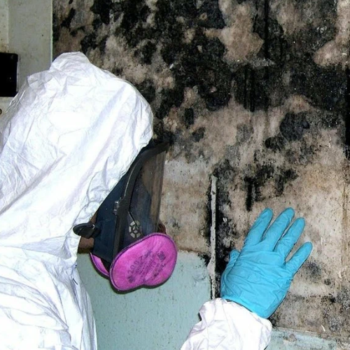 How can I book a mould inspection offer for my property?
