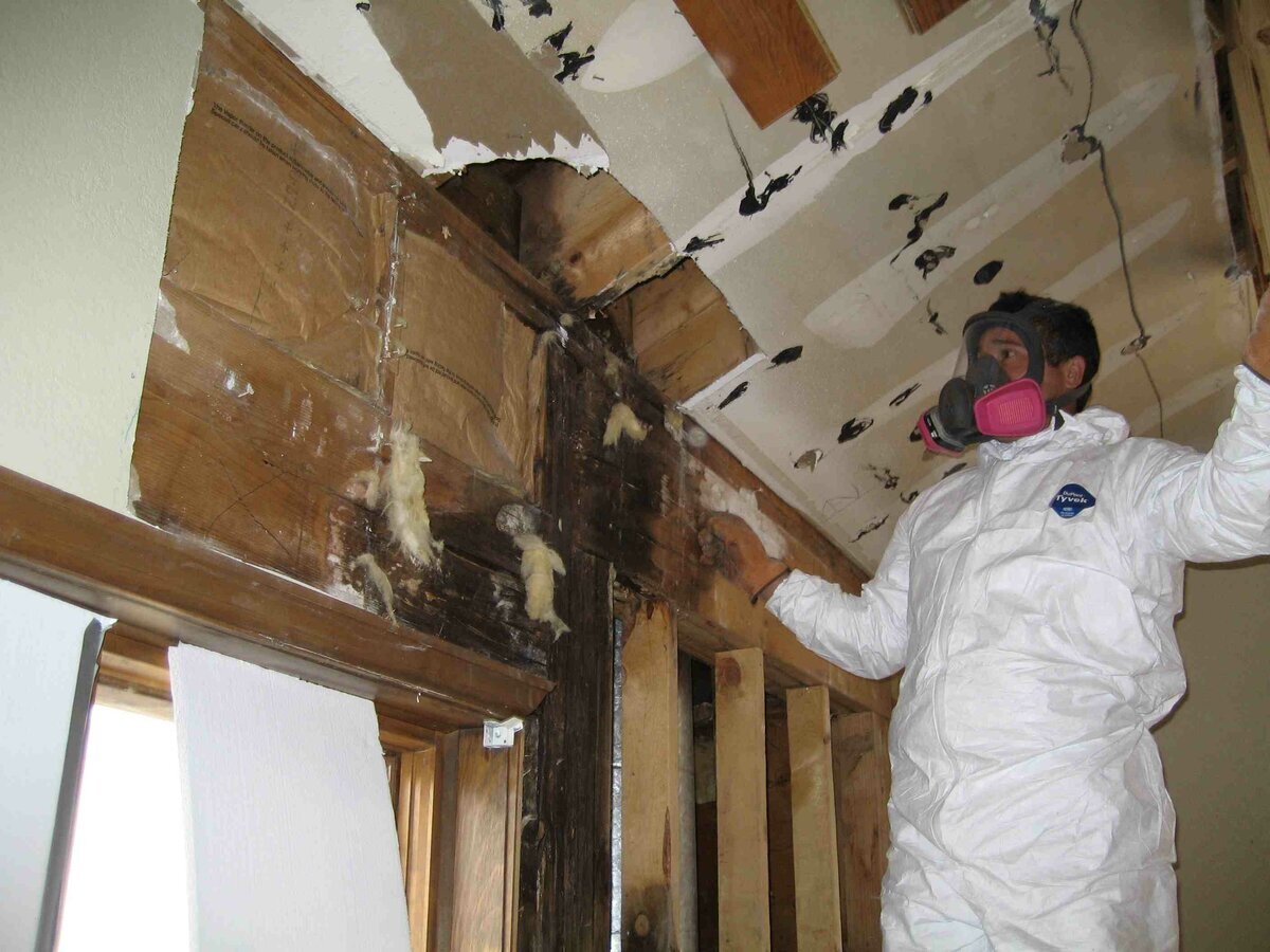 What are the benefits of mould inspection service?