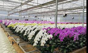 Lan Hồ Điệp: Hướng Dẫn Chọn Mua Và Chăm Sóc Để Hoa Luôn Tươi Tắn