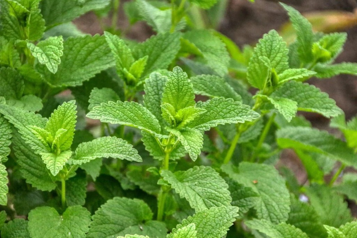 Lemon Balm Processing Plant 2024 - Detailed Project Report, and Raw Materials Requirement