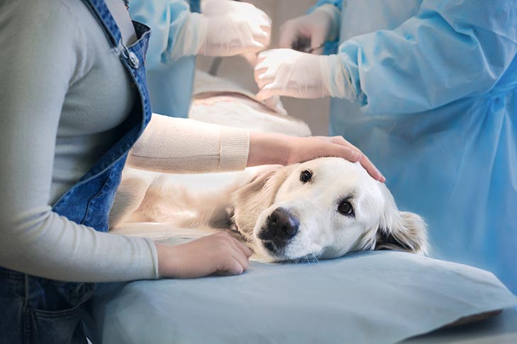Veterinary Oncology: Understanding Cancer Treatment for Pets