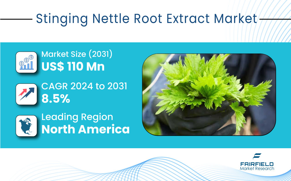 Emerging Applications in the Stinging Nettle Root Extract Market