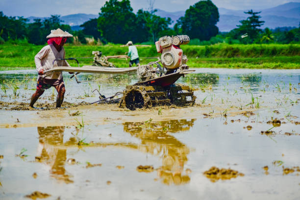 Philippines Tractor Market Analysis by Leading Companies: Kubota Philippines, Inc., Ford Tractor Philippines, etc.
