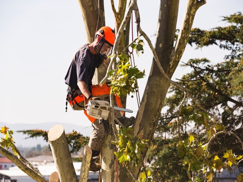 How to Get Tree for the Changing Seasons?