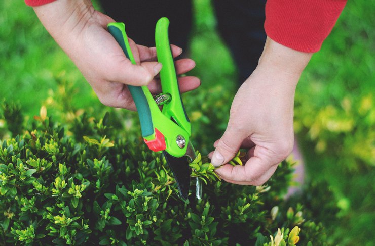 Time of the Year to Prune Different Types of Shrubs: Shrub Pruning