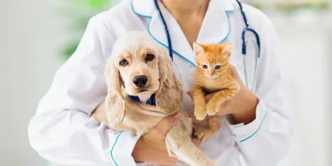 Knowing the Cost of Pet Stomach Endoscopy in Dubai