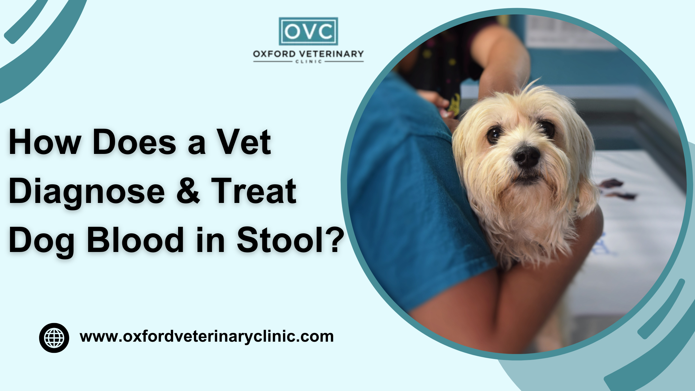 How Does a Vet Diagnose & Treat Dog Blood in Stool?