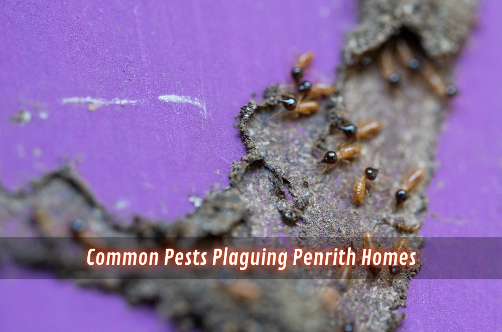 Common Pests Plaguing Penrith Homes