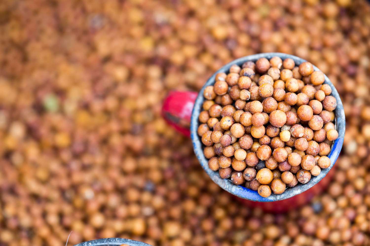 Sorghum Seed Market Trends Driven By Advanced Breeding And Sustainable Practices