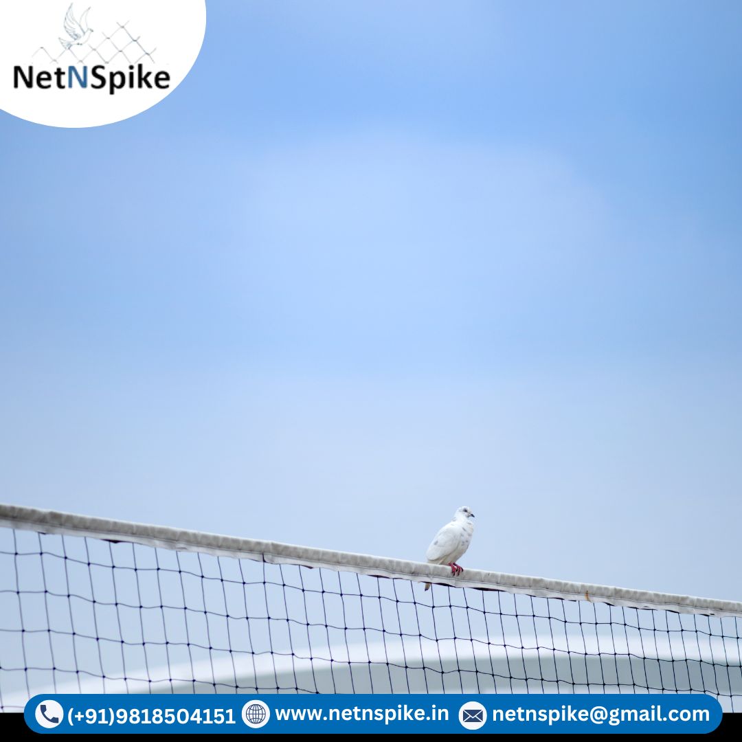 Best Anti Bird Net in Delhi | Anti Bird Net Near Me