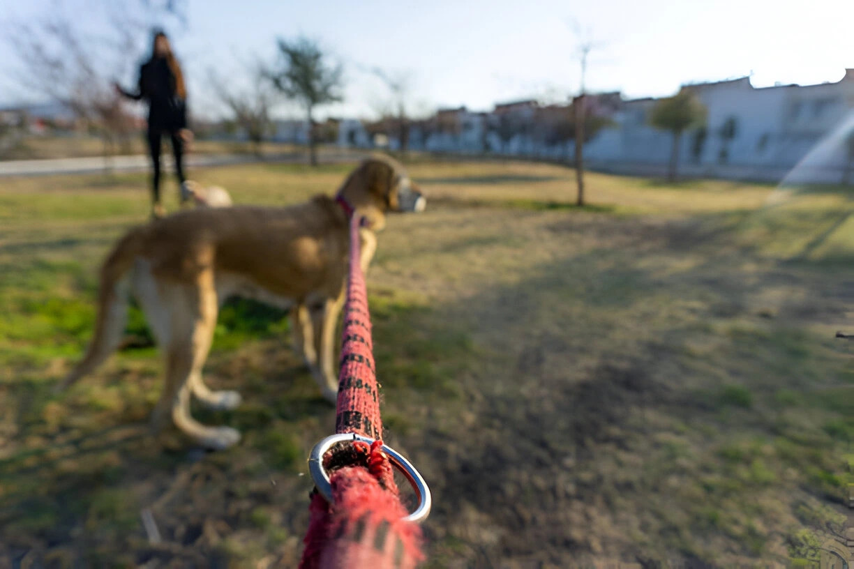 How to Treat and Prevent Rope Burn from Dog Leash