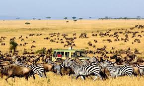 
	 
	The Most Famous professionally guided safaris in Kenya
	