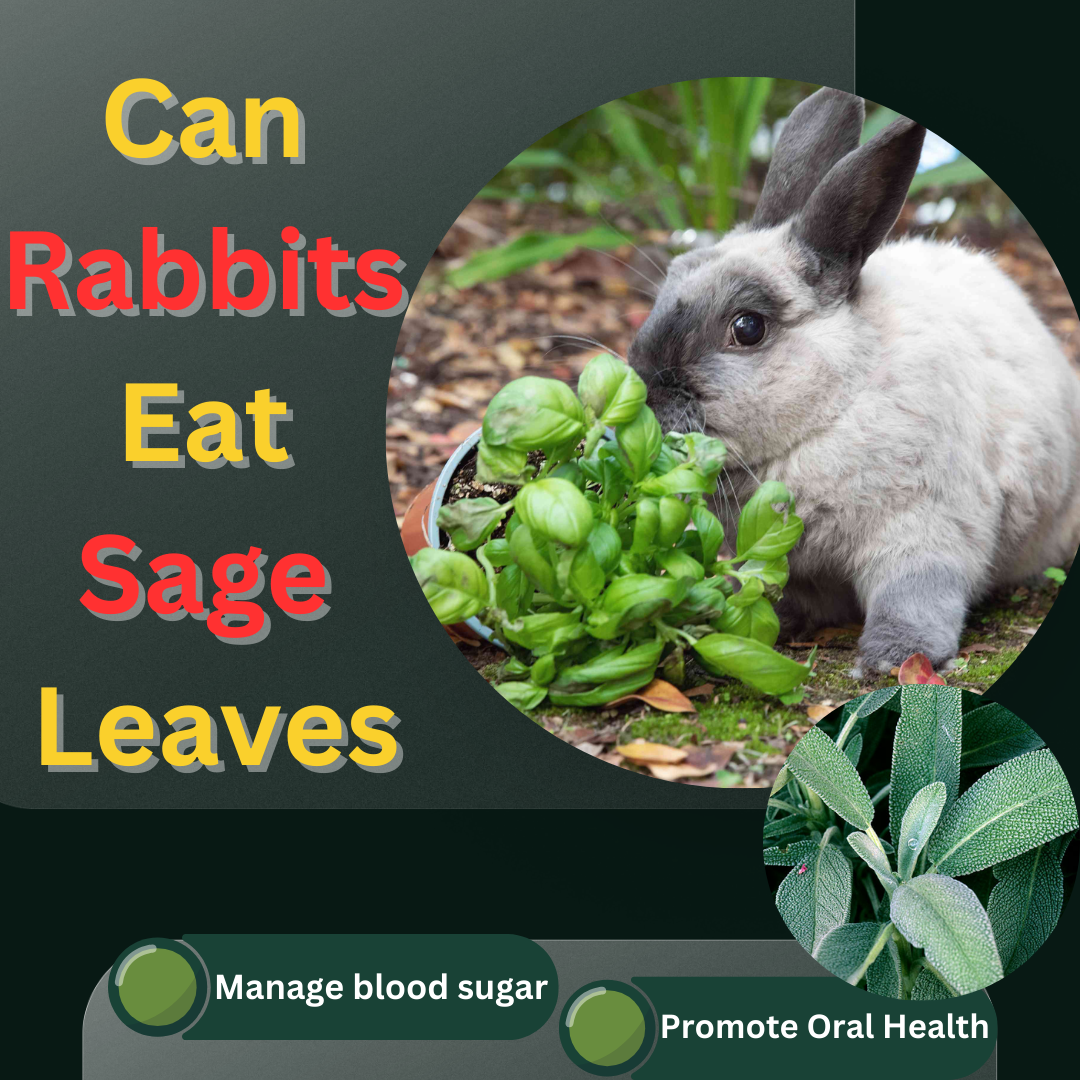 Sage Leaves Risky For your Bunny ?