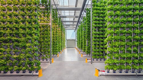 Hydroponics Market Report 2025-2033, Industry Growth Opportunities, and Forecast