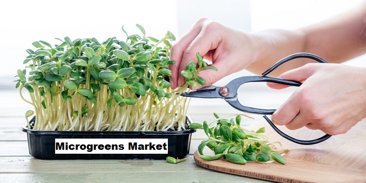 Microgreens Market Expansion: Nutritional Value and Non-GMO Food Popularity